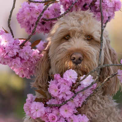 an Otterhound surrounded by flowers