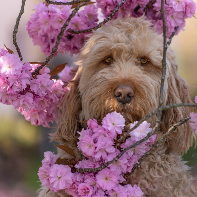 an Otterhound surrounded by flowers