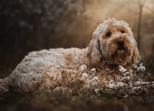 an Otterhound sitting with its tongue out