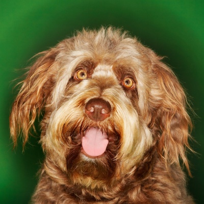 portrait of an Otterhound
