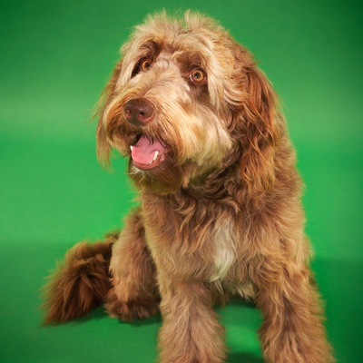 Otterhound shops hypoallergenic