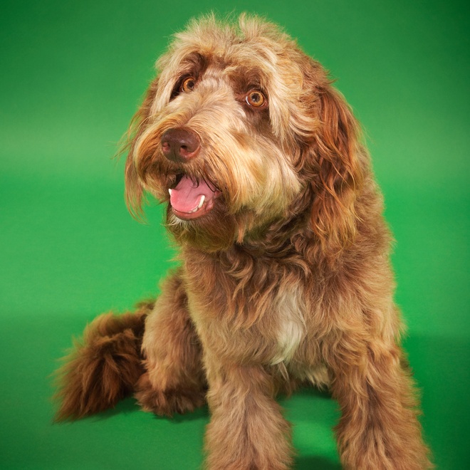 an Otterhound sitting with its mouth open