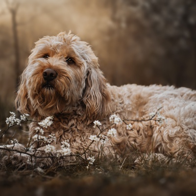 an Otterhound laying on some flowers