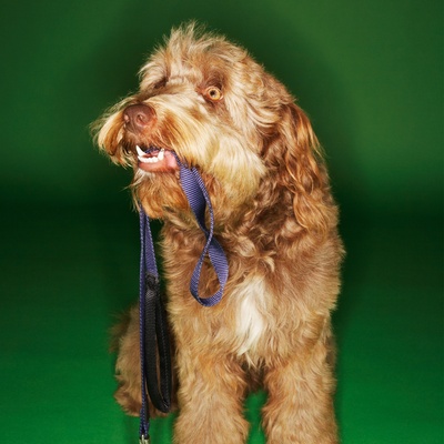 an Otterhound with a leash in its mouth