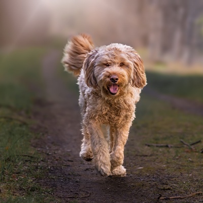 an Otterhound walking