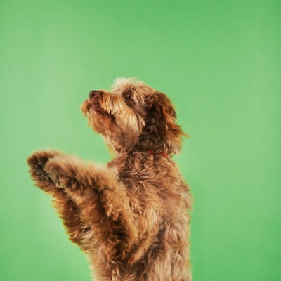 an Otterhound reaching for something or someone