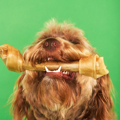 an Otterhound with a thing in its mouth