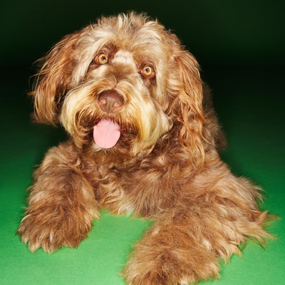 an Otterhound with its mouth open and tongue out