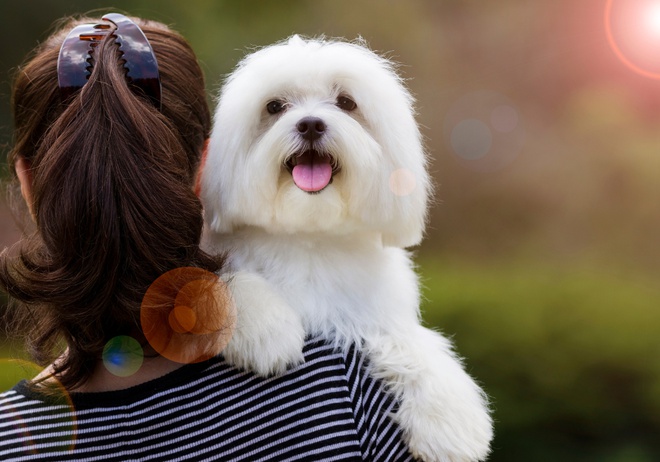 A female owner with a Maltese