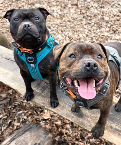 @oxa_sake_staffies