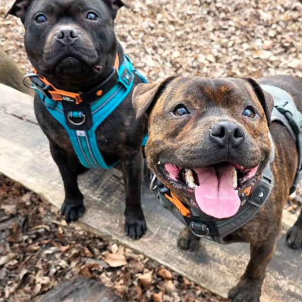 @oxa_sake_staffies