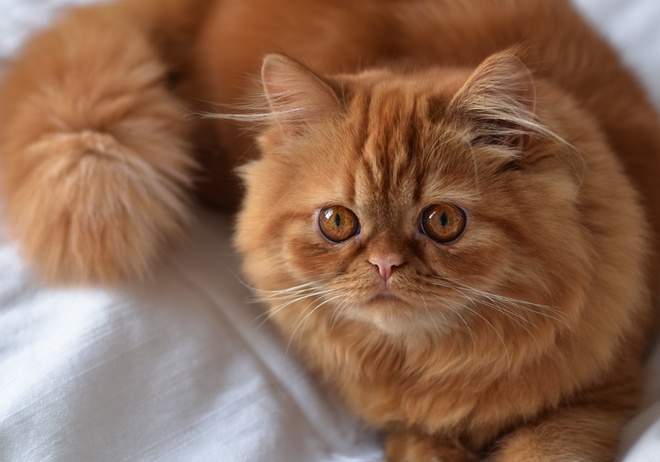 Un persan roux allongé