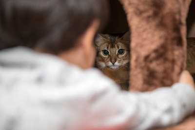 person katze gefunden