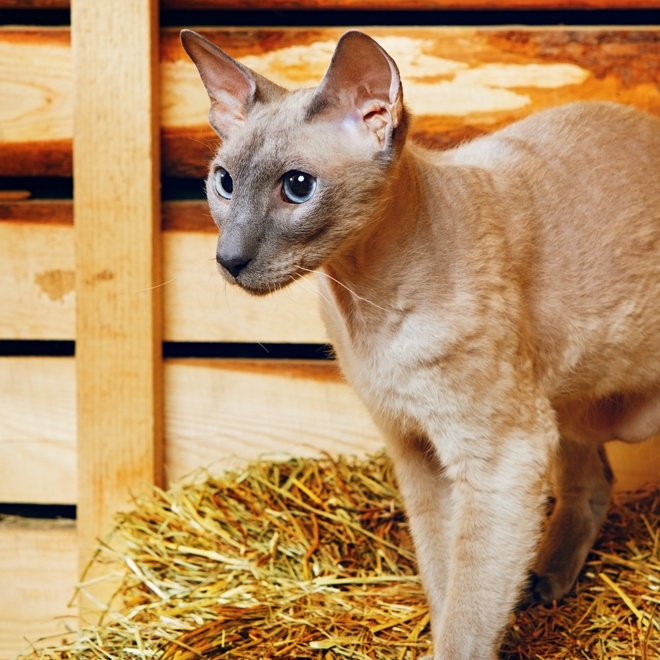 un peterbald sur une botte de foin