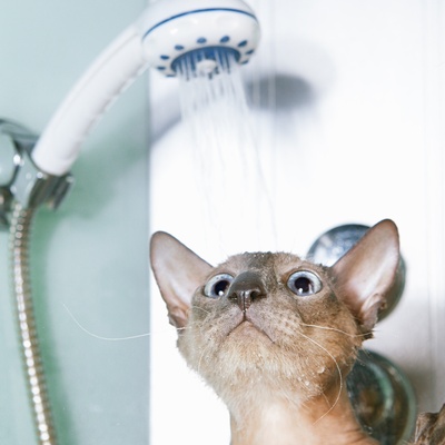 a peterbald taking a shower