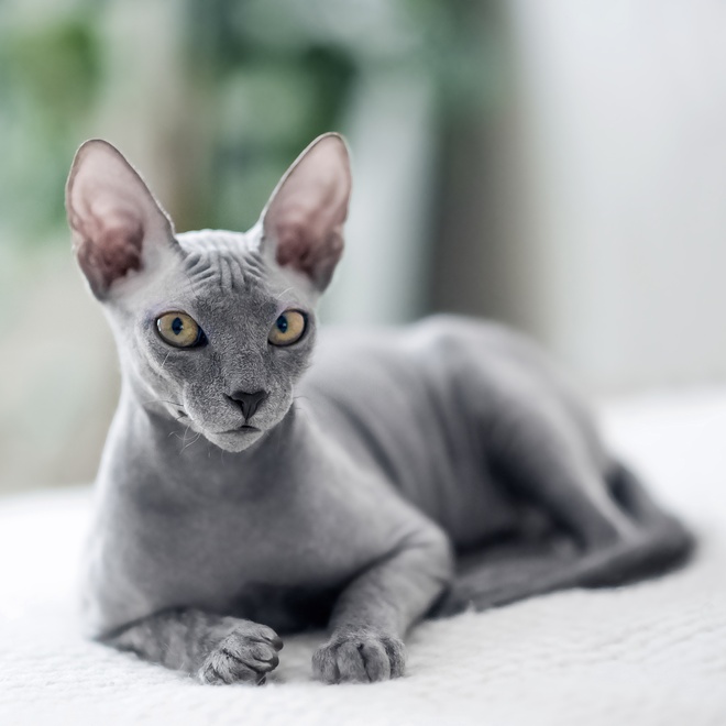 un peterbald gris allongé