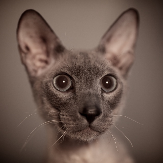 portrait of a grey peterbald