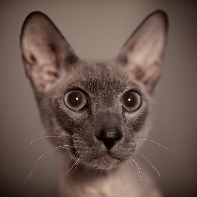 portrait d'un peterbald