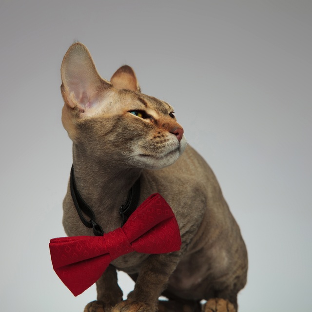 a lying peterbald with a red bow around his neck