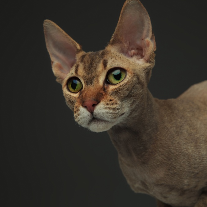 un portrait d'un peterbald brun