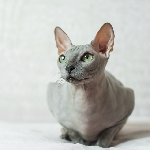 a lying grey peterbald