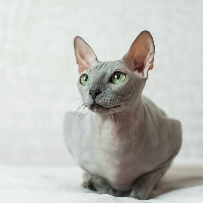 un peterbald gris allongé