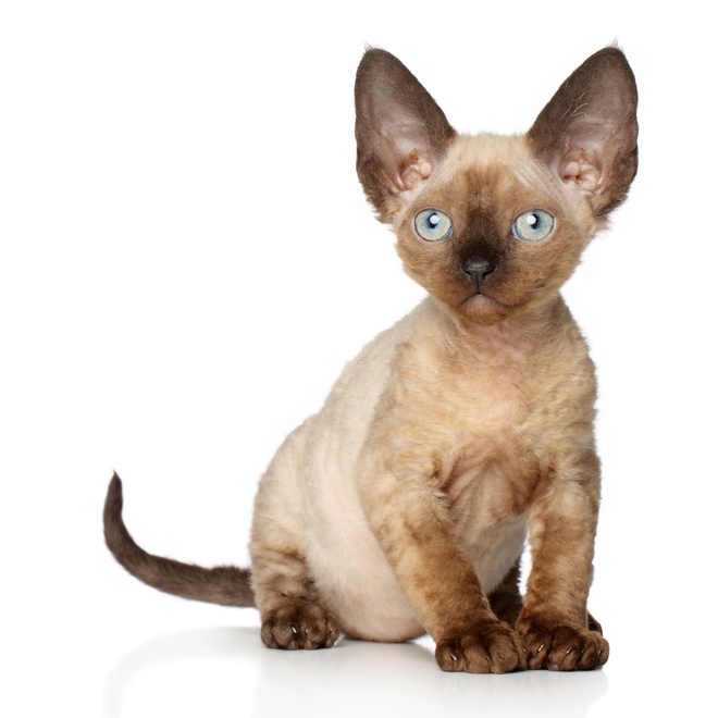 un petit chat peterbald