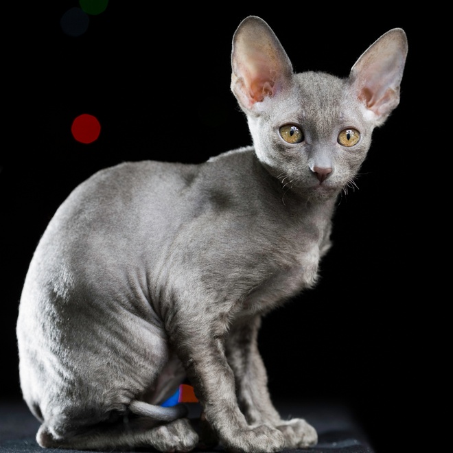 un chaton peterbald gris