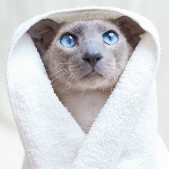 un peterbald enroulé dans une serviette