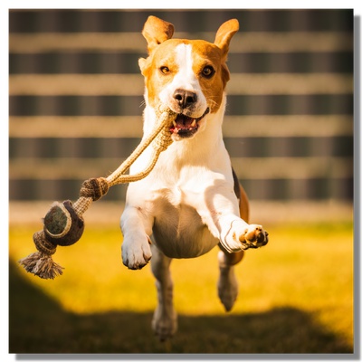 Un petit beagle heureux qui court