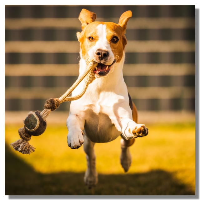 Ein fröhlicher kleiner Beagle läuft