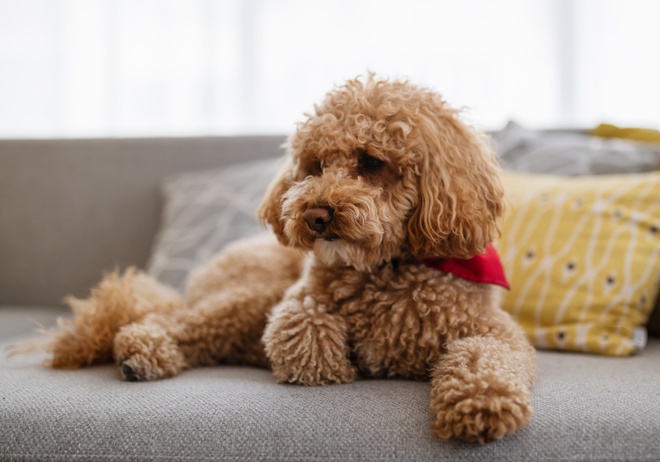 Un Caniche assis sur un canapé