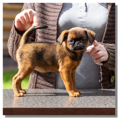 Petit chiot avec son éleveur