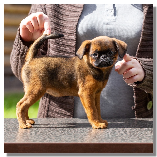 Petit chiot avec son éleveur
