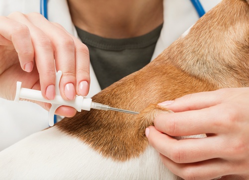 un chien en train de se faire insérer une puce électronique