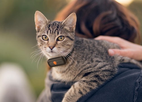 photo principale implant VS puce