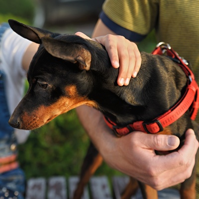 un pinscher dans les bras de son maitre se faisant caliner