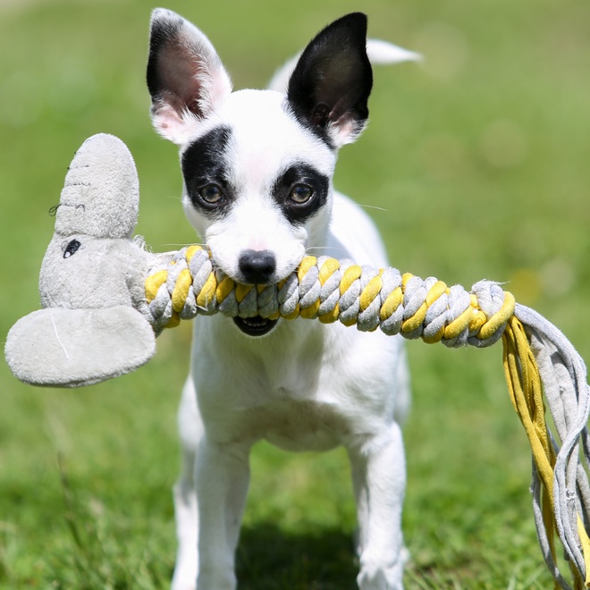 a Miniature Pinshcer with a toy in his mouth