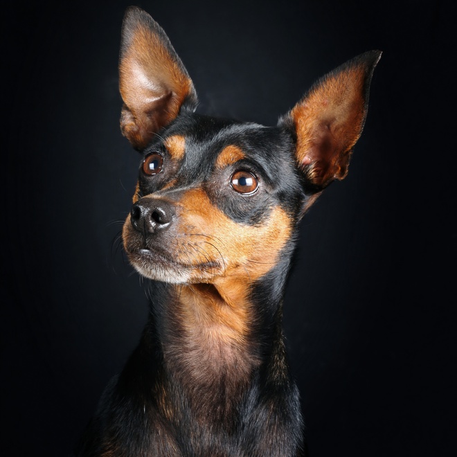 portrait of a Miniature Pinscher