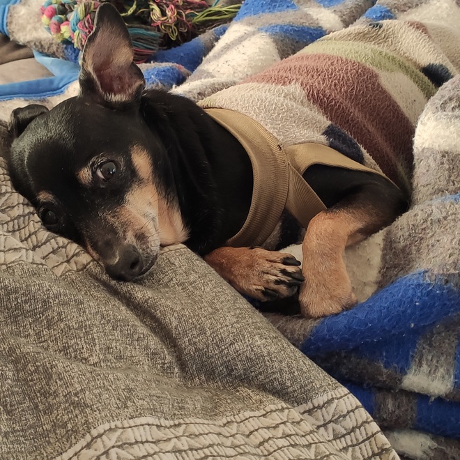 a Miniature Pincher lying on some blankets