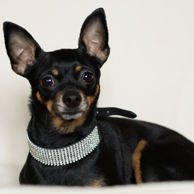 un pinscher avec un collier en strass