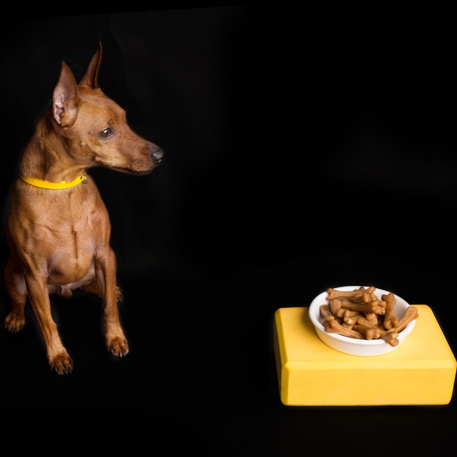 a Miniature Pinshcer looking at a bowl full of food