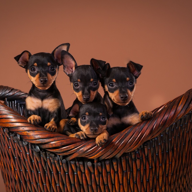 three little Miniature Pinschers in a wicker basket