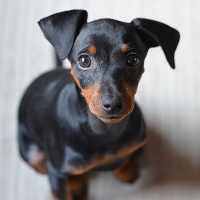 un pinnscher assis au sol qui regarde vers la caméra