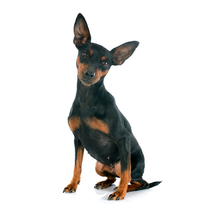 a Miniature Pinscher sitting, and tilting his head