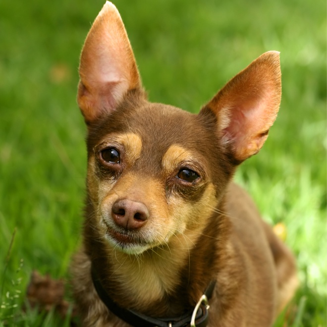 portrait of a young Miniature Pinshcer sitting on the grass