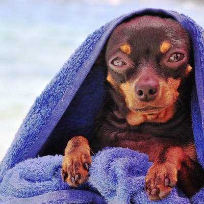 un pinscher emmitouflé dans une serviette de bain