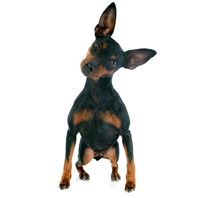 un pinscher sur ses gardes