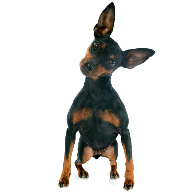 a Miniature Pinscher on guard