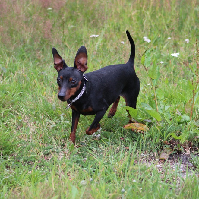 A Miniature Pinscher runs through a meadow
